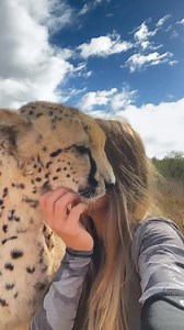 cuddle party 🐆 | jacob animals