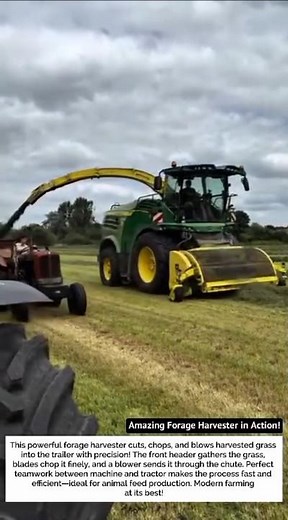 Amazing Forage Harvester in Action! Grass Harvesting Machine with Tractor Combo 🚜💨
