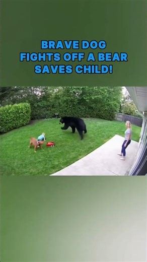Backyard CCTV camera caught Pitbull Save a child from Bear attack!