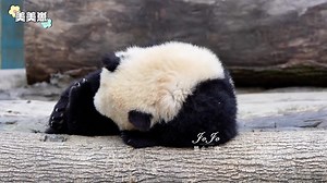 Falling asleep or trying to stay awake? (source: youtube.com/watch?v=oC_RR9bmVyU) | The Great Panda Conspiracy