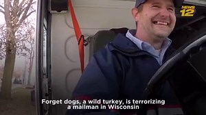 15K views · 113 reactions | TURKEY TERROR: A wild turkey wont stop terrorizing a mailman in Wisconsin. 旅 | News 12 Long Island | Facebook