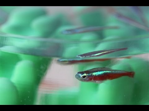 PolySmooth Transparent