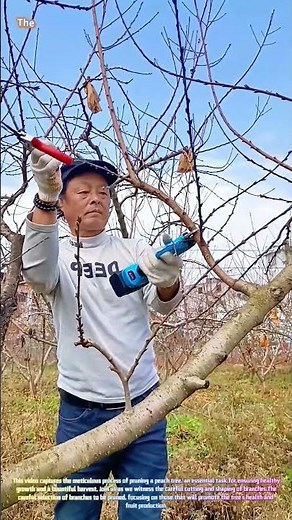 Peach Tree Pruning: Shaping for Growth and Harvest 🌳✂️