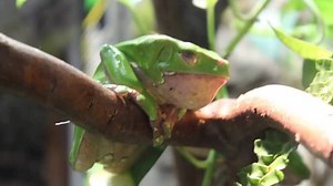 54 reactions · 11 shares | In our new exhibit, see live frogs from around the world in their natural habitats! www.mos.org/frogs | Museum of Science, Boston | Facebook
