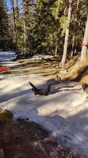 Man Slips And Falls While Running Beside His Dog on Snow