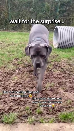 Adopt Blue: Day 4 of His Journey to Find a Loving Home