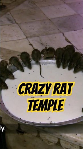 Inside India's Sacred Rat Temple! 🐀 Unbelievable Temple of Karni Mata #IncredibleIndia