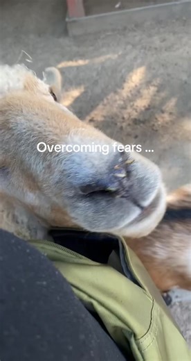 Overcoming Fears at the Petting Zoo with Goats