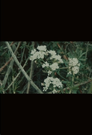 it was a nice day today how was ur day ? #camcorder #videoography #digitalcamera #nature #corecore #fyp #explore #fypシ #trending