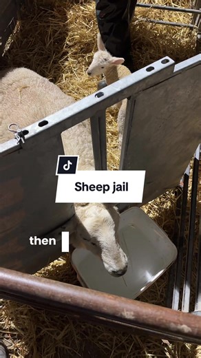 It’s never the plan to put a sheep in jail but sometimes needs must! #lambing #farmlife #lambingseason #scottishfarmers #farming