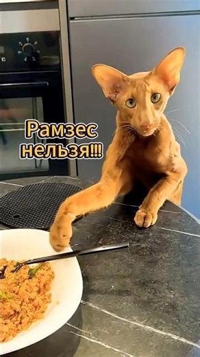 If you’re not allowed to, you can do it anyway!!!😁 Oriental cats be like... 🤷‍♂️ #cat #goodmood #...