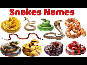 Snakes for Kids 🐍 | Snake Names, Sounds & Pictures | Preschool Learning Video