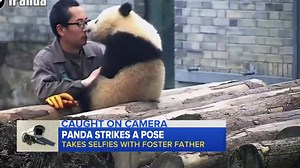 Panda Takes Selfies With Zookeeper in China