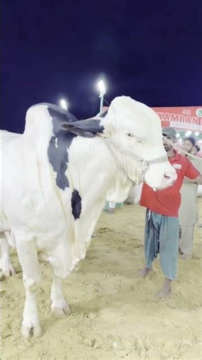 Karachi Cow Mandi | Beautiful White Bull #cow #bull #cattlemarket #cattleworld