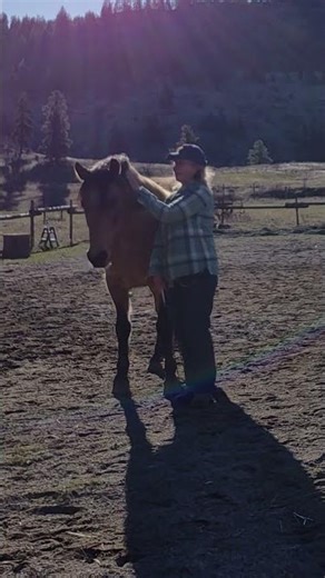 Cuddle time while training collected trot 🐴✨️🧡 #yearofthehorse #horses #horse #wildhorses #phoenix