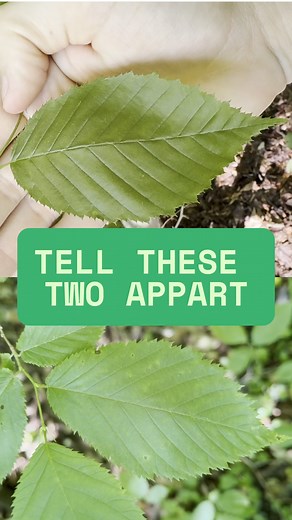 Levi O’Brien on Instagram: "Here we discuss methods for identifying Hornbeam (Carpinus carolianana) from hophornbeam (Ostrya virginiana). These two native understory trees are easy to identify once bark features have developed, but when coming up as saplings, as they often are abundantly, it can be tricky. #Tree #trees #plant #plants #botany #arborist"