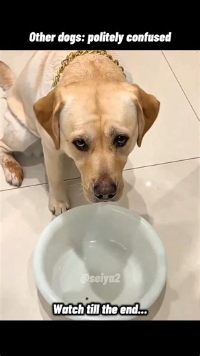 Other dogs Vs The last dog #dog #shorts