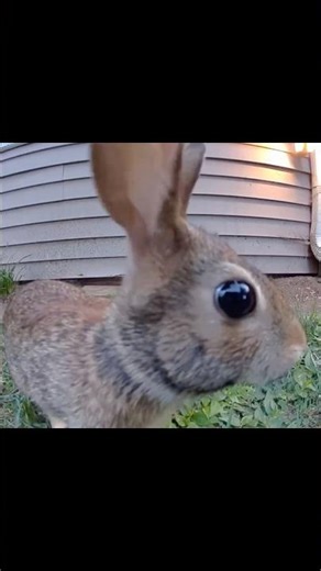 Rabbit Sniffs