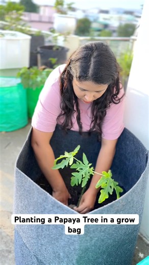 Anyone Can Grow Papaya in a Container(grow bag me ugaye papita) #gardening #fruit
