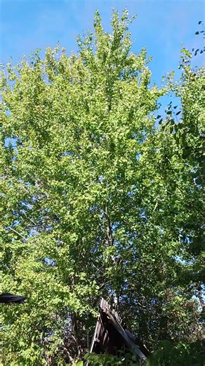 NY Bird Migration Sounds 🐦