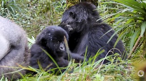 Nest-building skills are vitally important for gorillas, who learn how to build them as infants! 🍃 🌱 Watch Ubusugire build a nest in this video while his mother, Gwira, watches from nearby. 📹 Veronica Vecellio | Dian Fossey Gorilla Fund