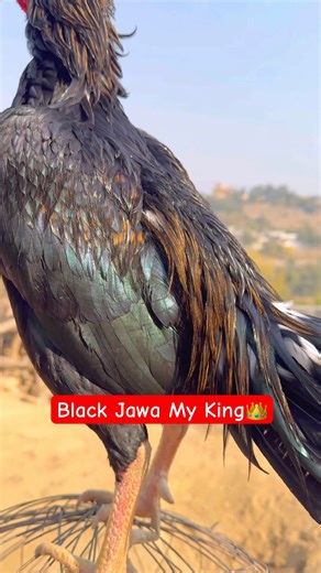 Black Jawa My King Rooster👑🐓#shorts #rooster #ayam #viralvideo #youtubeshorts
