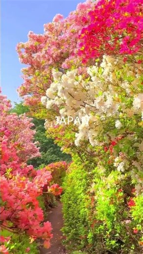 Japan's Hidden Natural Wonders | Nature's Symphony 🌿✨