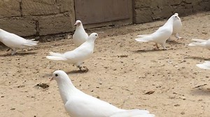 Breeder/Owner:__ Ruslan Eynullayev Güvercinler Azerbaycan,Baku Настоящий Бакинские бойные голуби Pigeon from Azerbaijan,Baku | Pigeons Azerbaijan,Baku