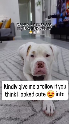 #fyp #dogslife #petlovers #dogsdaily #dogslife # #dogslife # | Dogrecue Paws