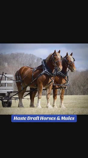 Belgians the true workhorses. Available call the number in our bio! . . . #horse #horses #drafthorse #drafthorses #belgian #belgiandrafthorse #teamwork #team #workhorse #callnow #kentucky #horsepower #hastedrafthorsesandmules #fyp | Haste Draft Horses and Mules