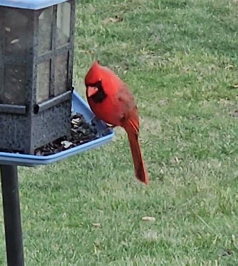 Northern Cardinal❤️