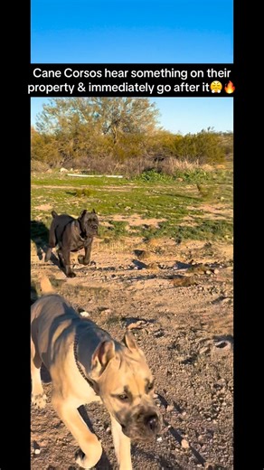DeFillippo Cane Corso | Cane Corsos hear something on their property & immediately go after it😤🔥 #canecorso #guarddog #guarddogs #protect #protection... | Instagram