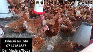 *Tunapunguza idadi ya kuku bandani:* ✅Kuku wa mayai ya KISASA ( layers) wameanza kutaga nusu ya idadi ya waliopo katika Banda. ✅UMRI wao MIEZI 5. ✅Bei 15,000 Kila kuku ✅Wapo DAR GOBA/MADALE ✅Usafiri ni Bure Kwa wakazi wa DAR na sehemu za jirani ✅Wanauzwa kuku 200 tu. *Kwa Ushauri au Oda* *Tuma ujumbe au piga simu hizi::* *0714154537 au 0765265039* Pia cage/mabanda za KUFUGIA KUKU zipo Bei Kuku 96= 650,000/= Kuku 128= 850,000/= | mwalimu_kukufarm | Facebook