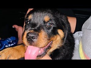 Rottweiler Puppy Training Guard Dog Conditioning Basics