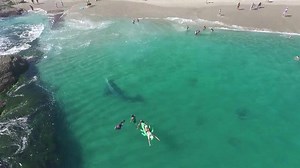 Weirdly close: watch this apparently lost grey whale swim close to shore and next to unaware swimmers at Laguna Beach, California. | USA TODAY Video