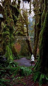 849K views · 55K reactions | Lost in the Hoh Rainforest, I found peace in the quiet  Hoh Rainforest, Olympic National Park . . . . #hohrainforest #olympicnationalpark #olympicpeninsula #seattle #washingtonstate #usatravel #bucketlistadventures #beautifuldestinations #quietplace | Naty Explora | Facebook
