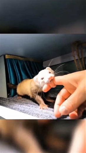 This Ferret’s Adorable Surprise For His Owner 🐾🎉
