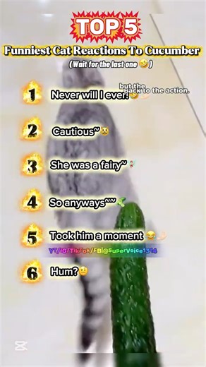 🌟! Cats vs Cucumbers 🥒😹 | Ranking The Funniest Cat Reactions You’ll Ever See! #CatsVsCucumbers