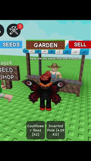 New Loquat seed in daily stock🤑🤑