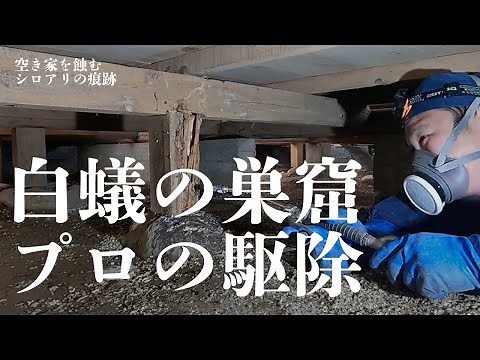 【溢れる白蟻の巣窟】放置空家のシロアリ駆除に密着【方法解説】