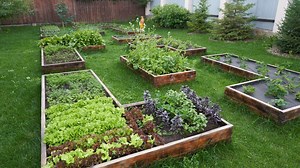 Garden: Rotating crops in your vegetable garden
