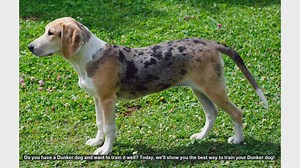 Ultimate Guide to Training Your Dunker Dog