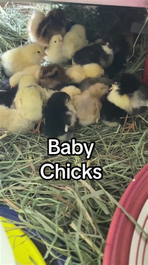 It’s that time of year! The baby chicks arrived today! From the local co-op to a warm brooder, they just settled in