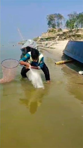 Unbelievable! Caught a 13kg Big Chital Fish Using Traditional Hand Net #bengalifish #ilish #fishing