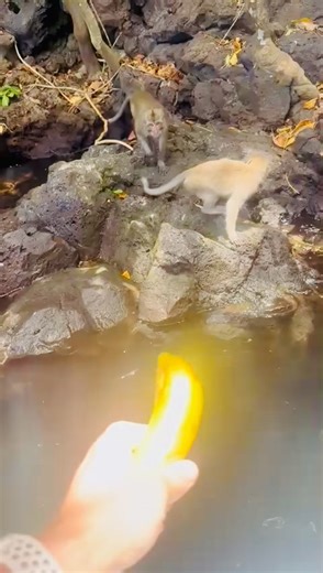 5 islands trip!☀️⛰️🏝️🚤😍 #bookwithme #privatetour #privateguide #mauritiustourguide #naturelovers #naturephotography #holiday #vacation #travelphotography #traveladdict #traveltheworld #privatetrip #mauritius #beautifuldestinations #hike #quadbike #naturepark #vacances #ilemaurice #randonnée #goodvibes #ecofriendly #bestvacations #bestholiday #ísland #Mauritius | Mauritius Tour Guide