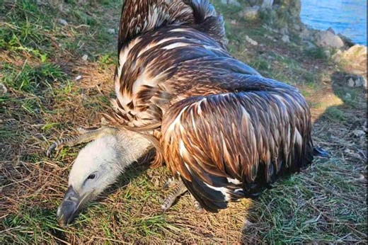 Juvenile Eurasian Griffon Vulture Rescued on Krk - Total Croatia