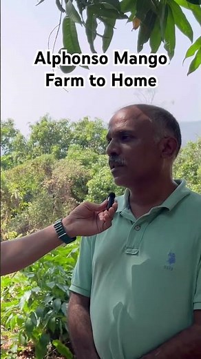 Alphonso Mango Farm in Ratnagiri | Hapus Aaam | Mango Harvest & Sorting #mangofarming #alphonsomango