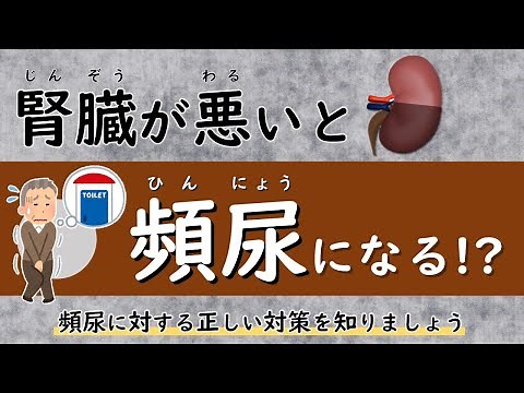 腎臓が悪くなると頻尿になるのか！？【腎臓内科医が解説】