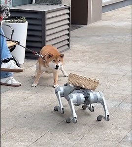 21K views · 47 reactions | Real Dog Meets Robo Dog… And Totally Loses It! 烙 | 5-Minute Crafts Green | Facebook