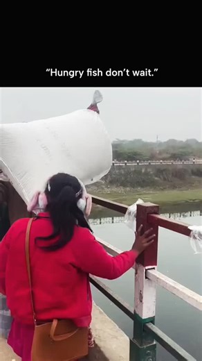 GLOBAL EXPLAINED on Instagram: "The video captures women in red saris dumping pellet feed from a bridge into an Indian fish pond, triggering an explosive swarm of tilapia that churns the water surface, emphasizing the raw intensity of mass feeding in aquaculture. Posted on January 20, 2026, by @AmazingSights —a channel dedicated to startling wildlife clips—it amassed over 3 million views and 30,000 likes in two days, drawing replies blending awe, humor, and unrelated tangents like political meta